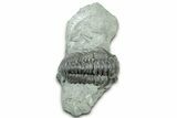 Long Prone Flexicalymene Trilobite - Indiana #325810-1